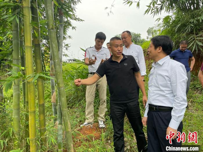 浙江高校“竹科技”赋能产业：一根竹子“长”成大产业