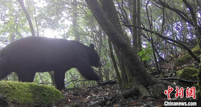 福建闽江源国家级自然保护区首次发现黑熊